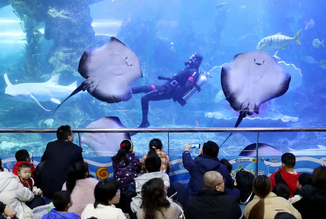 Visitors are watching divers and various marine creatures perform underwater at Qingdao Underwater World in Qingdao, Shandong Province, China, on February 12, 2024. (Photo by Costfoto/NurPhoto/Rex Features/Shutterstock)