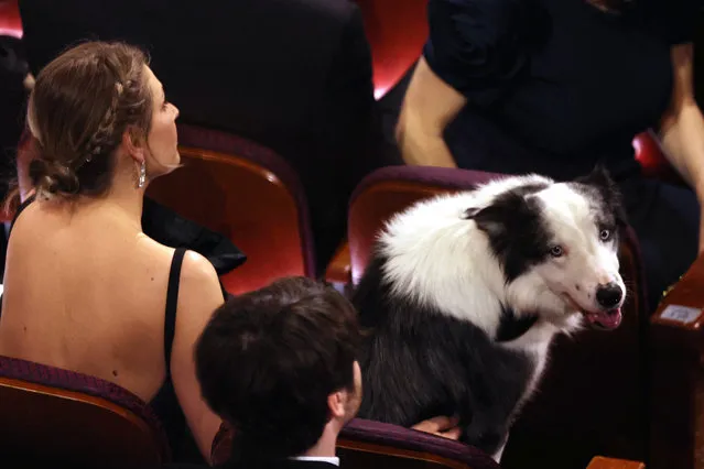 Messi the dog from “Anatomy of a Fall” sits in the audience before the show at the 96th Annual Oscars held at Dolby Theatre on March 10, 2024 in Los Angeles, California. (Photo by Mike Blake/Reuters)