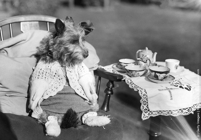 1934: A dog dressed up for a tea party