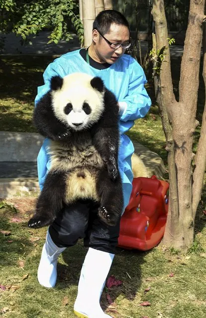 A feeder carries a giant panda cub to move it under the sun at the Chengdu Research Base of Giant Panda Breeding, in Chengdu, Sichuan province, China, May 13, 2015. (Photo by Reuters/China Daily)