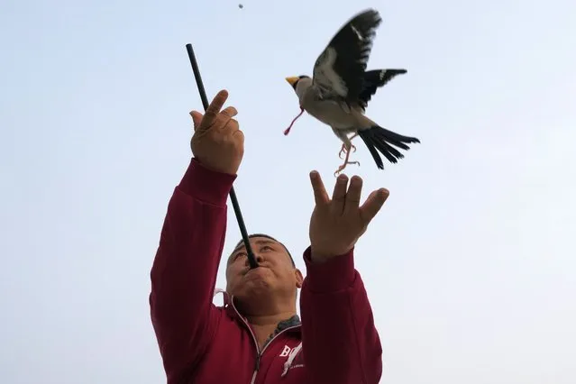 Xie Yufeng, a 39-year-old cook, throws a bird up as he shoots a bead through a tube for it to catch in mid-air, practicing a Beijing tradition that dates back to the Qing Dynasty, outside a stadium in Beijing, Tuesday, March 26, 2024. Today, only about 50-60 people in Beijing are believed to still practice it. (Photo by Ng Han Guan/AP Photo)
