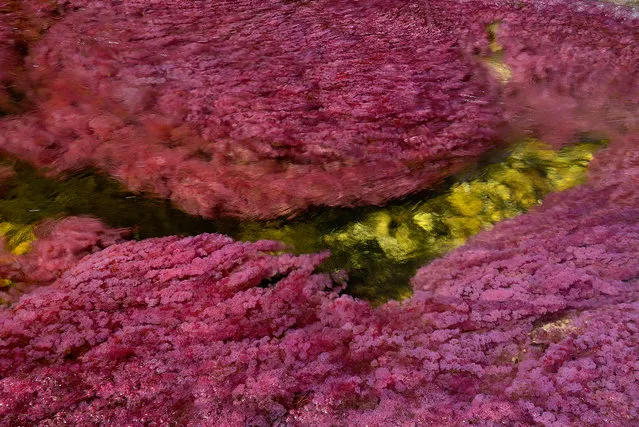 Macarenia clavigera  the endemic aquatic plant that grows in the Cano Cristales RIver in Colombia becomes red when the water level drops, and when the current is not too strong. These pigments protect it from solar radiation. (Photo by Olivier Grunewald)