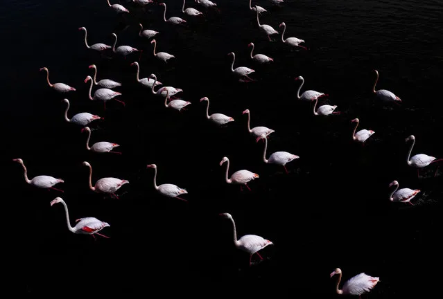 Migratory birds start their migration journey during spring as they prefer wetlands to spend the summer at Nallihan, Beypazari and Golbasi districts on April 9, 2024 in Ankara, Turkiye. The birds that spend the summer months here increase the natural equality of the city. Flamingos are also among the migratory birds. (Photo by Emin Sansar/Anadolu via Getty Images)