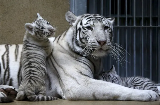 Suraya Bara, an Indian white tiger, rests with its newly born cubs in their enclosure at Liberec Zoo, Czech Republic, April 25, 2016. (Photo by David W. Cerny/Reuters)