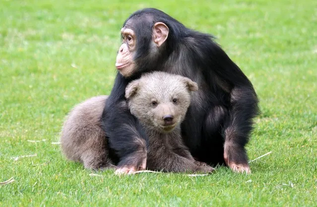 28-day bear cub “Boncuk”, new resident of the Gaziantep Zoo, is seen with his friend Chimpanzee named “Can” for socialising in Gaziantep, Turkey on April 05, 2021. (Photo by Adsiz Gunebakan/Anadolu Agency via Getty Images)
