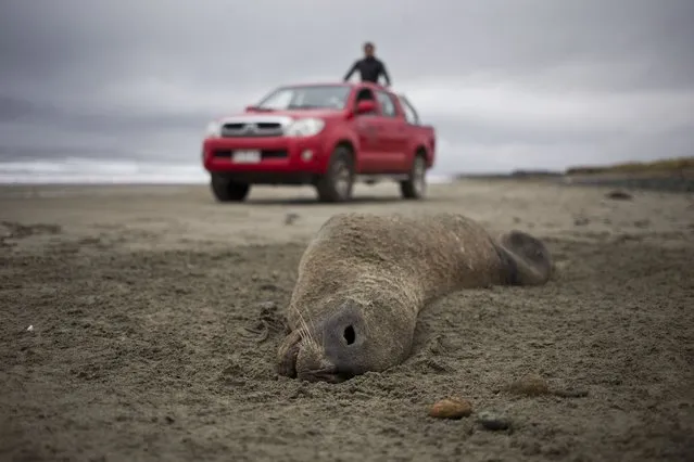 A dead sea lion lies on the shore, as a truck belonging to the Center for Studies and Conservation of Cultural Heritage NGO, drives by at Mar Brava beach in Chiloe Island, Chile, Sunday, May 8, 2016. A poisonous algae bloom known as red tide has affected seven major cities and dozens of fishing towns, including Chiloe. Experts say it’s linked to high temperatures stemming from the El Nino weather pattern. (Photo by Esteban Felix/AP Photo)