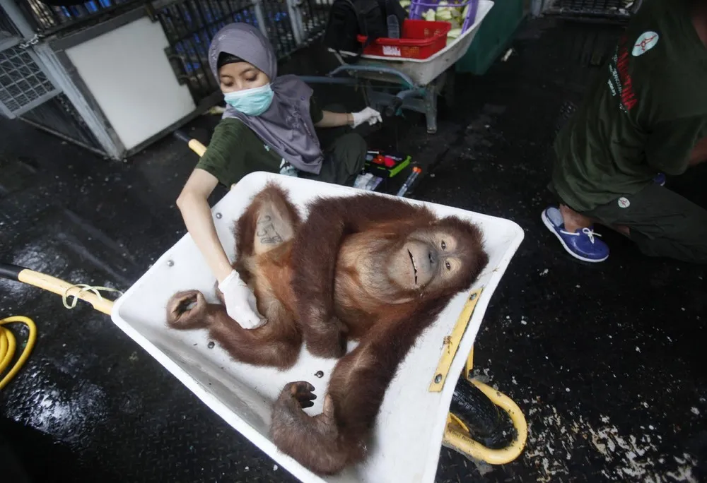 Indonesia Orangutans