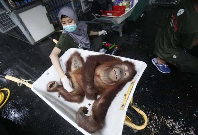 A worker of Sumatran Orangutan Conservation Programme examines a tranquilized Sumatran orangutan as it is being prepared to be released into the wild at a rehabilitation center in Kuta Mbelin, North Sumatra, Indonesia, Friday, July 10, 2015. (Photo by Binsar Bakkara/AP Photo)