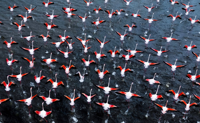 Flamingos dance across the surface of a lake in Bitlis, Turkey in the second decade of June 2024. Fatih Yilmaz, a local teacher, said: “Flamingos are the free wings of Anatolia. Every year they travel thousands of kilometres and cross continents to reach these lands, where they find food and give birth to their young”. (Photo by Fathih Yilmaz/Solent News)