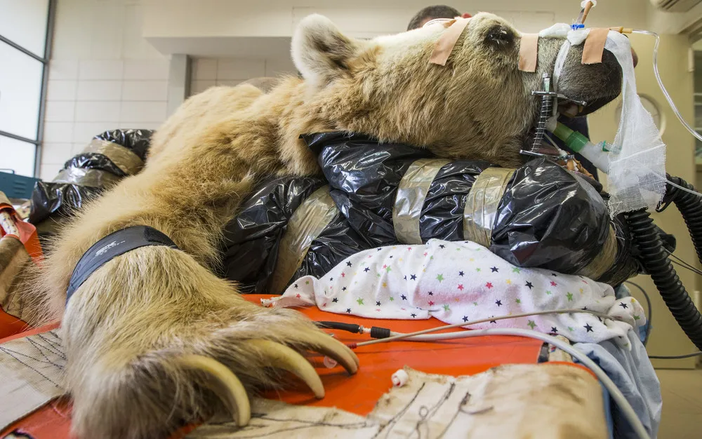 The Week in Pictures: Animals, May 3 – May 9, 2014