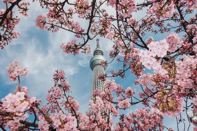Photo taken on March 9, 2022 shows cherry blossoms near the Tokyo Skytree in Tokyo, Japan. (Photo by Zhang Xiaoyu/Xinhua News Agency)