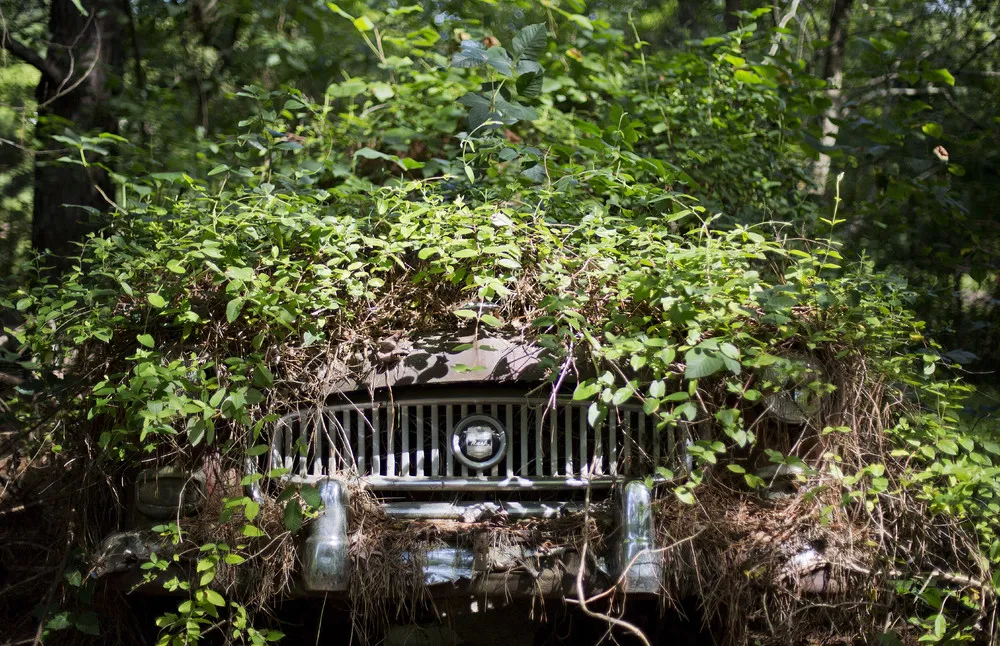 In Rural Georgia, a Junkyard of Classic Cars