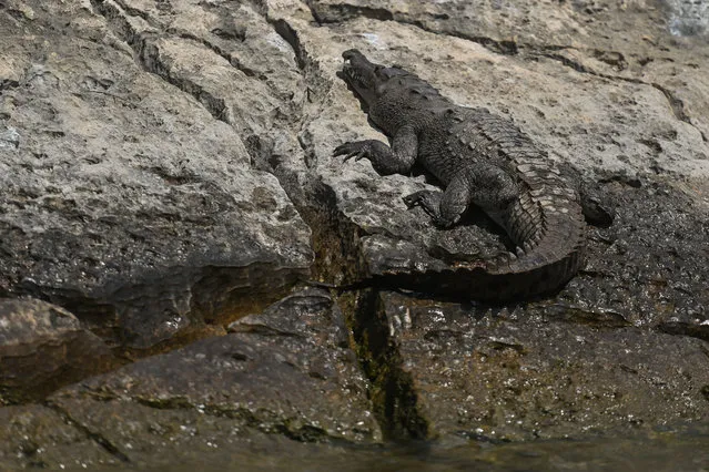 A crocodile seen on the banks of the Grijalva River (Rio Grijalva) in the Sumidero Canyon (Canyon del Sumidero) near Tuxtla Gutierrez. On Wednesday, March 9, 2022, in Tuxtla Gutiérrez, Chiapas, Mexico. (Photo by Artur Widak/NurPhoto via Getty Images)