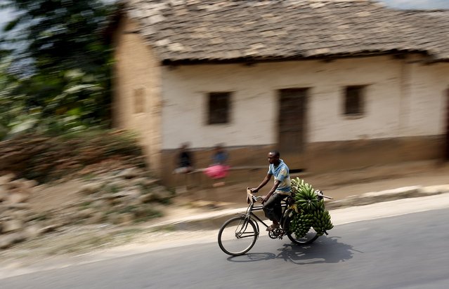 A Burundian man transports a load of bananas from a rural area to markets in the capital Bujumbura, July 19, 2015, as the country awaits next week's presidential elections. (Photo by Mike Hutchings/Reuters)