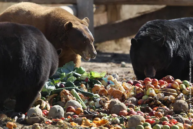 Rescued brown and black bears feed at The Wild Animal Sanctuary