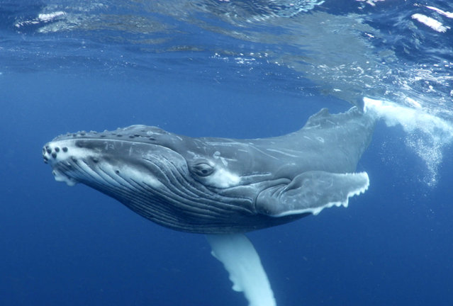 The images were taken off the coast of Tonga in the South Pacific. Photographer Grant Thomas said: “Through my images I aim to show off the amazing life we have on our planet in hope of inspiring more people to experience it for themselves and, most importantly, care for it. There is nothing to be afraid of with the humpback whales, as these animals are some of the most majestic and peaceful creatures in the sea. They will often be very curious of people in the water and will even seek out interactions with us”. (Photo by Grant Thomas/Caters News Agency)