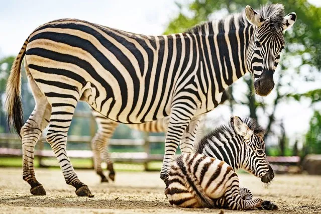 A four-day-old zebra foal, born on Saturday 16 April at the Wild Place Project in Bristol on Wednesday, April 20, 2022, with12-year-old mum Florence. (Photo by Ben Birchall/PA Wire)