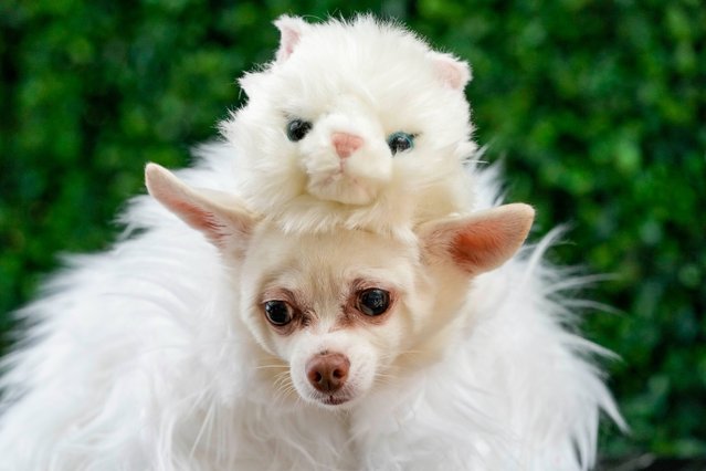 Kimba, a Chihuahua, models a creation by designer Anthony Rubio and inspired by the outfit “Choupette the Cat”, worn by Jared Leto, at the Met Gala, Monday, May 22, 2023, during the Pet Gala in New York. (Photo by Mary Altaffer/AP Photo)