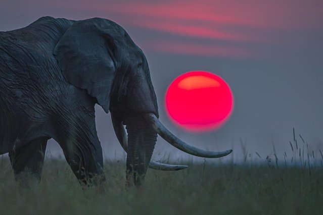 An elephant at sunset in Kenya in 2021. Thanks to anti-poaching efforts, the population rose from 16,000 in 1989 to 34,000 in 2018. There are fears a fall in tourism revenues during the pandemic could put progress at risk. (Photo by Paul Goldstein/Cover Images)