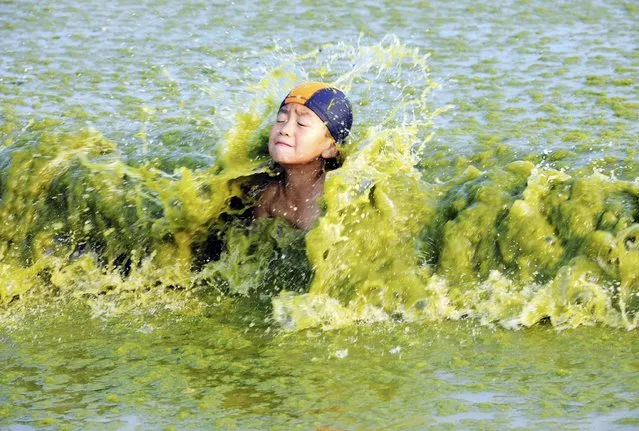 A boy reacts as a wave hits him on a algae-covered beach in Qingdao, Shandong province, China, August 2, 2015. (Photo by Reuters/China Daily)