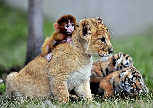 A baby monkey, a lion cub and tiger cubs play at the Guaipo Manchurian Tiger Park in Shenyang, Liaoning Province, May 1, 2013. (Photo by Reuters/China Stringer Network)