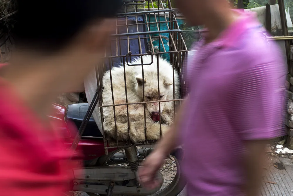 Dog-Meat Eating Festival in China