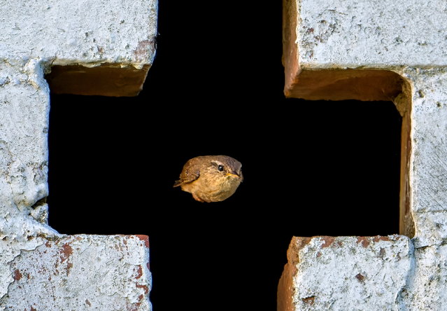A wren flies out of a stable block at break neck speed in Saxmundham, Suffolk on June 2, 2022. (Photo by Ivor Ottley/Animal News Agency)