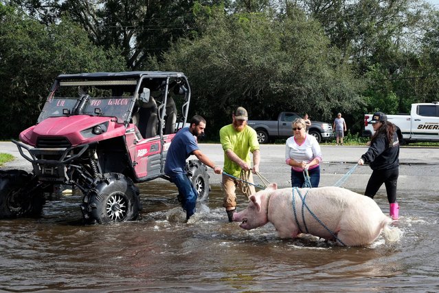 Members of The Farmer's Friend rescue a pig from floodwaters caused by Hurricane Milton Friday, October 11, 2024, in Lithia, Fla. (Photo by Chris O'Meara/AP Photo)