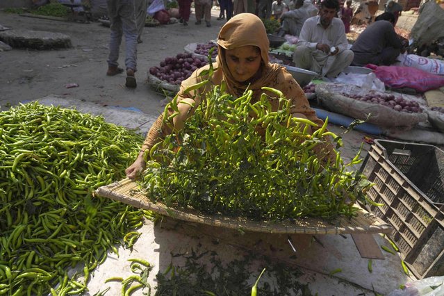 A woman sorts green chili at a vegetable market in Lahore, Pakistan, Wednesday, June. 12, 2024. (Photo by K.M. Chaudary/AP Photo)