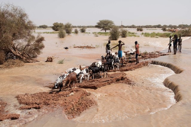 Shepherds move their sheep along a damaged road in Odobere on October 22, 2024. Floods along the Senegal river have affected over 55,000 people after heavy rain in the Senegal River Basin leaving many villages underwater and over 1,000 hectares of farm land submerged. (Photo by Guy Peterson/AFP Photo)