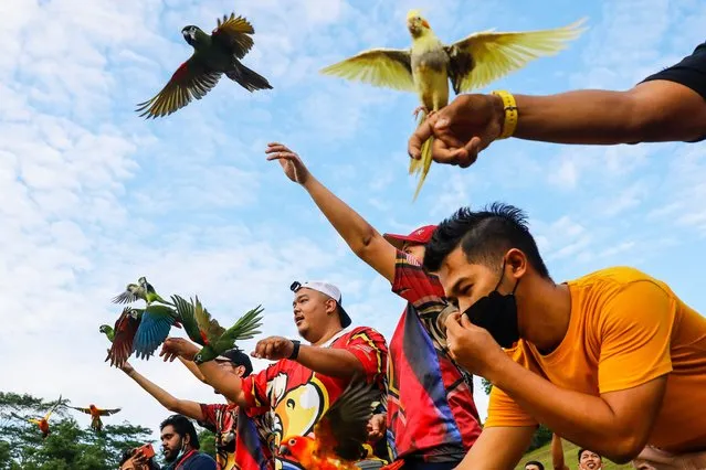 Members of the Kuala Lumpur Freefly group gather with their macaws during free fly session in Kuala Lumpur, Malaysia, 10 April 2022. Free fly session organized by Kuala Lumpur FreeFly (KLFF) group to spread positive vibes among bird lovers for the good of this endangered animal is applied to each member so that there is no comparison of differences between each macaw. Daily treatment should be given to these birds at least 1 hour a day including training time. Smart birds need daily training from trick training, free fly training and speech training. Lack of service will cause problems such as pluck, bitting, and shouting which will invite stress to bird owners. Macaw categorized as an endangered species, most macaw require a license or permit from Malaysia Wildlife Department for macaw conservation to be done properly and control the number of this bird in Malaysia. 'New owners must first learn how to care for a new macaw because each macaw needs a different way of caring. The size of the cage, feeding, service, cleanliness, environment and most importantly the owner’s commitment to caring for the macaws', according to statement from Kuala Lumpur FreeFly released on 10 April. (Photo by Fazry Ismail/EPA/EFE)