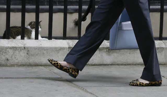 The shoes of Britain's Home Secretary Theresa May as she walks past Larry the Downing Street cat as she arrives to attend a cabinet meeting at 10 Downing Street, in London, Tuesday, July 12, 2016. Theresa May will become Britain's new Prime Minister on Wednesday. (Photo by Kirsty Wigglesworth/AP Photo)