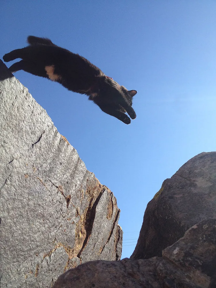 Millie the Cat – Mountain-Climbing Legend!