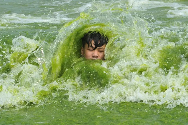 A boy plays on a algae-covered beach in Qingdao, Shandong province, China, July 18, 2016. (Photo by Reuters/Stringer)