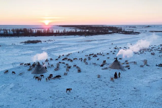 An ariel shot of the herd of reindeers and the Nenets camp, in Siberia, December 2016. (Photo by Timothy Allen/Barcroft Productions)