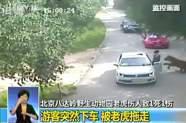 A tiger approaches a woman before attacking her, after she exited a car in a Beijing wildlife park, July 23, 2016. A woman was mauled to death and another injured by a Siberian tiger. Visitors are warned not to get out of their cars, but some disobey the rule. (Photo by Courtesy CCTV/Reuters TV)