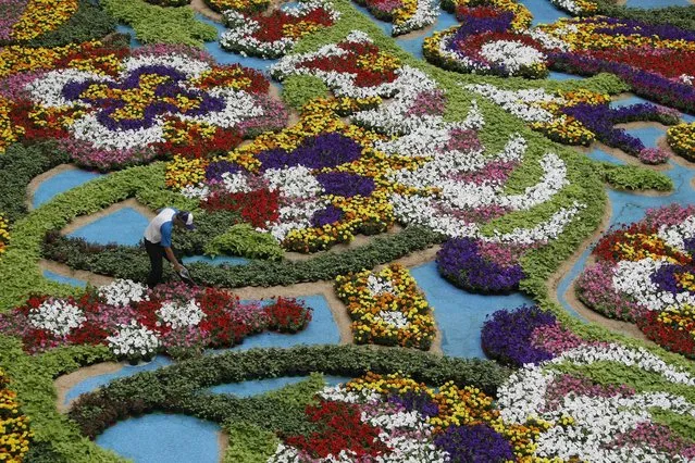 A man (L) works on a display of flowers, during the Festival of the Flowers, at a shopping center in Medellin, Colombia, 04 August 2016. The annual event that shows regional traditions expects the attendance of more than 24,000 visitors and will run until 07 August. (Photo by Luis Eduardo Noriega/EPA)