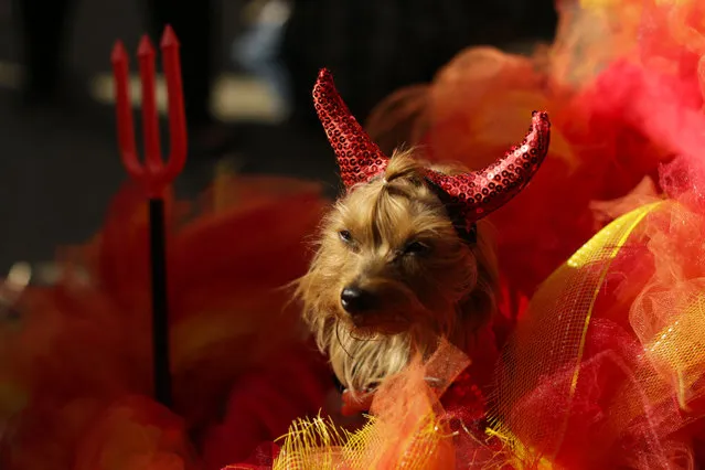 Dogs in halloween costumes attend the 27th Annual Tompkins Square Halloween Dog Parade in Tompkins Square Park on October 21, 2017 in New York City. (Photo by Eduardo Munoz Alvarez/Getty Images)