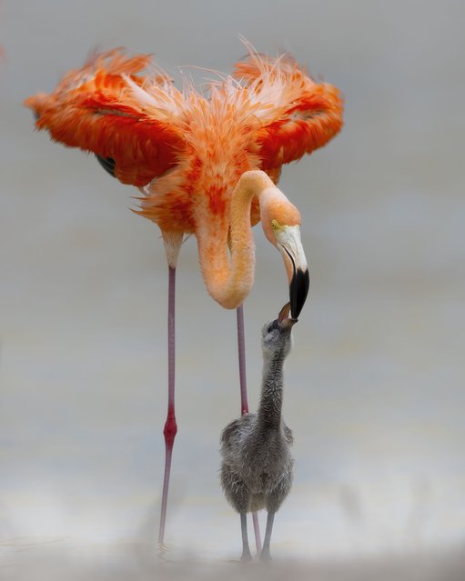 A flamingo feeds its chick in Merida, Mexico in the last decade of February 2025. Their bright plumage comes from carotenoid pigments in their diet, particularly from algae and crustaceans; chicks are born with grey or white feathers and are fed only secretions from their parents’ stomachs. (Photo by Phillip Chang/Media Drum Images)