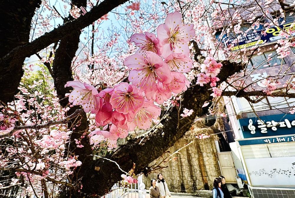 A Look at Life in South Korea