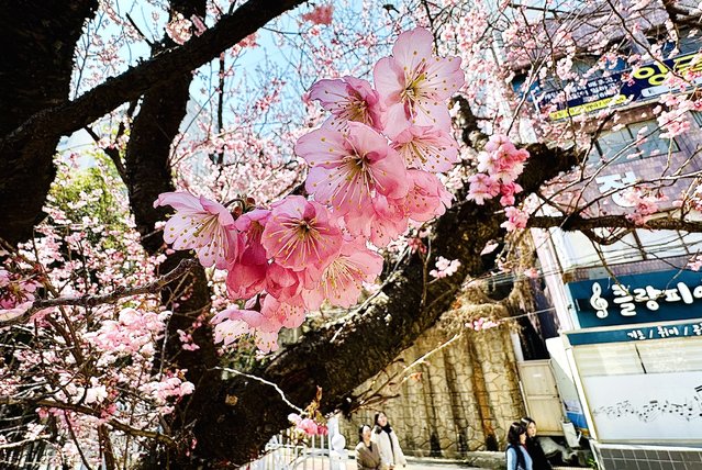 On March 20, 2025, cherry blossoms bloomed on the cherry trees at Baehwa School in Suyeong-gu, Busan, drawing the attention of citizens. (Photo by Kim Dong-hwan)