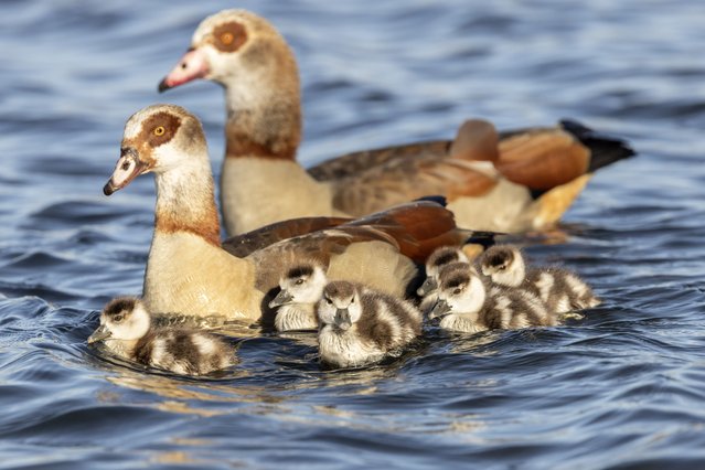 Egyptian geese and their goslings in Petworth Park, West Sussex, UK on March 30, 2025. The species – not geese, but members of the shelduck family – is native to the Nile valley and areas south of the Sahara, but was introduced to Britain by wildlife collectors and is now common across southern England. (Photo by Jack Hill/The Sunday Times)