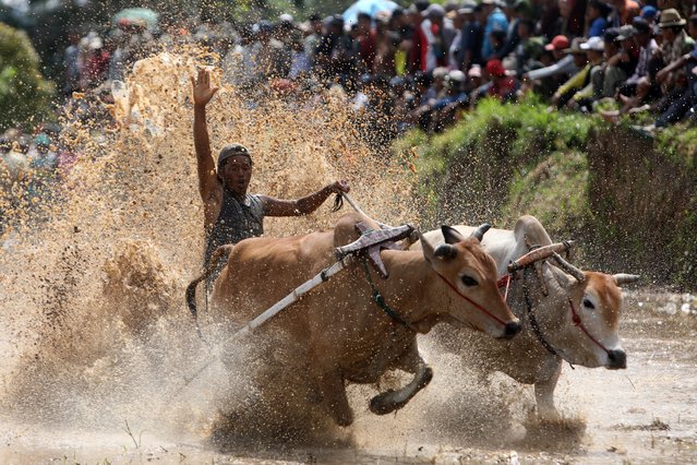 An Indonesian jockey competes during one of the heats of the traditional Pacu Jawi cow race on the muddy unplanted paddy fields of Pariangan, Tanah Datar, West Sumatra province, Indonesia, 22 October 2021. The Pacu Jawi is held by farmers before the start of the new harvesting season or to celebrate the success of the harvesting season. The Pacu Jawi tradition is also held as an effort to develop the local community's economy by attracting tourists to visit the entertaining event. (Photo by Hotli Simanjuntak/EPA/EFE)