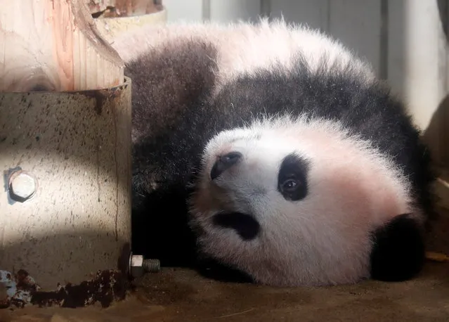 A baby panda Xiang Xiang, born from mother panda Shin Shin on June 12, 2017, is seen during a press preview ahead of the public debut at Ueno Zoological Gardens in Tokyo, Japan December 18, 2017. (Photo by Issei Kato/Reuters)