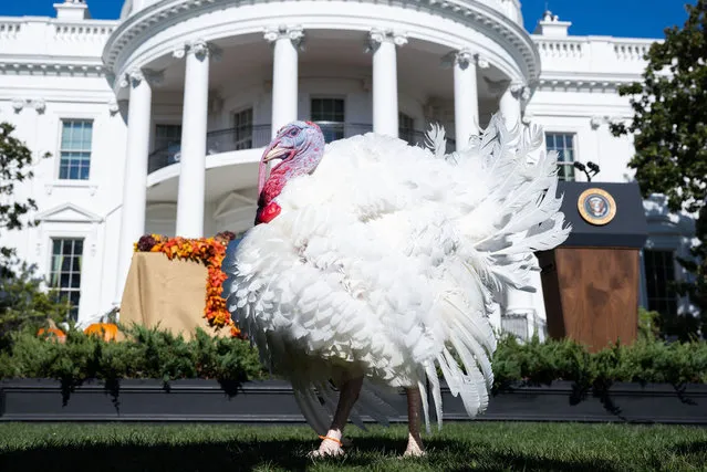 A turkey named Chip walks on the South Lawn of the White House in Washington, DC, November 21, 2022, following a Thanksgiving turkey pardoning ceremony by US President Joe Biden. (Photo by Saul Loeb/AFP Photo)