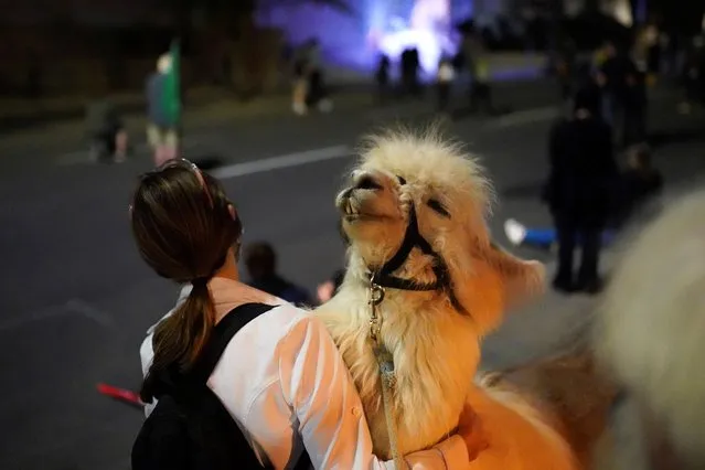 Caesar McCool, a therapy llama nicknamed the “No Drama Llama” greets a protester at the site of ongoing protests against police violence and racial inequality, in Portland, Oregon, U.S., August 6, 2020. (Photo by Nathan Howard/Reuters)