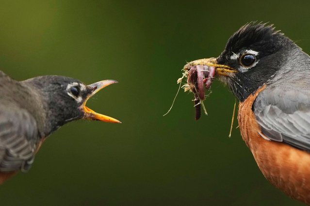 Two American robins battle over a breakfast of worms Friday, May 16, 2025 in Overland Park, Kan. (Photo by Charlie Riedel/AP Photo)