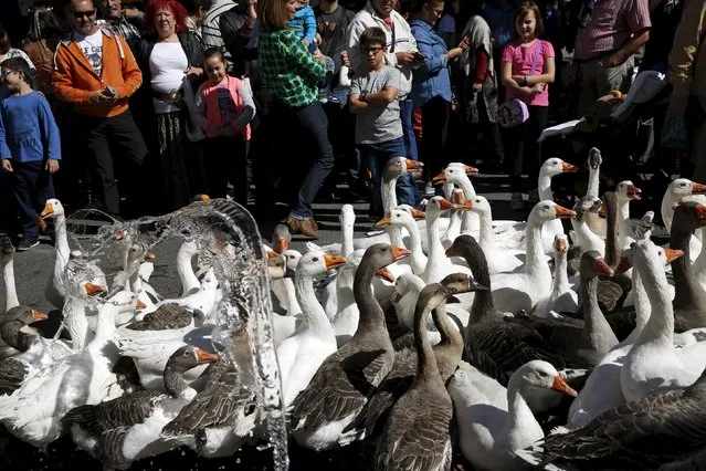 Children watch as water is thrown at geese to cool them off during a parade at the annual Cervantes market (Mercado Cervantino) in the hometown of famous Spanish writer Miguel de Cervantes, Alcala de Henares, Spain, October 9, 2015. (Photo by Susana Vera/Reuters)