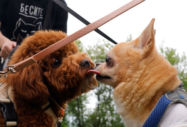 Toy Poodle and Chihuahua dogs are seen during Russian Cynological Federation championship in dog agility in Moscow, Russia, on May 31, 2025. (Photo by Maxim Shemetov/Reuters)