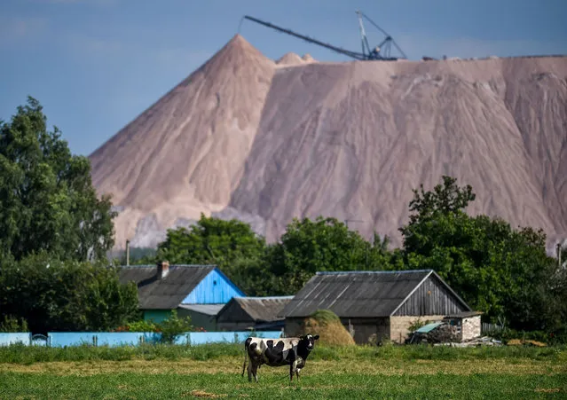 A cow grazes near a slagheap of a town of Salyhorsk some 150 km south of Minsk, on August 17, 2020. The Belarusian strongman, who has ruled his ex-Soviet country with an iron grip since 1994, is under increasing pressure from the streets and abroad over his claim to have won re-election on August 9, with 80 percent of the vote. (Photo by Sergei Gapon/AFP Photo)